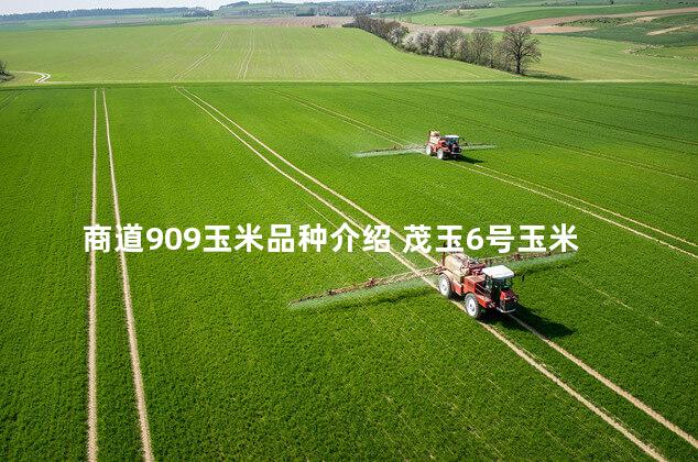 商道909玉米品种介绍 茂玉6号玉米种视频